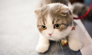 家门口有猫预示着什么 家门口有猫有什么寓意