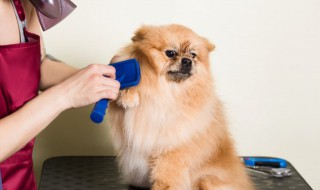 狗狗骨头吃多了会怎样 狗狗可以多吃骨头吗