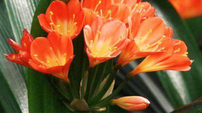 君子兰怎样养才能尽快开花 促进君子兰开花早开花快妙招