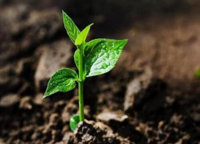 小叶紫檀发芽环境 小叶紫檀怎么发芽快