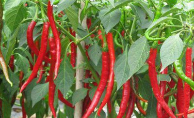 怎样种植辣椒长得快又高产 如何对辣椒生长进行管理