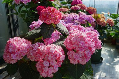 纱织小姐绣球是新老枝开花吗 花期好养 耐寒可调色