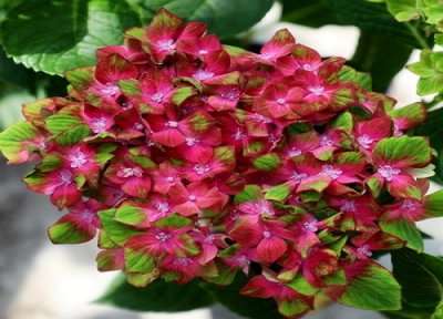 绣球花的调色方法 绣球花是如何调色的