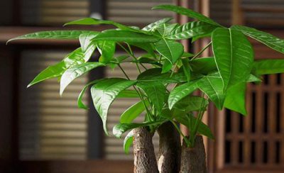 招财树可以晒太阳吗 夏天能放阳光下晒吗