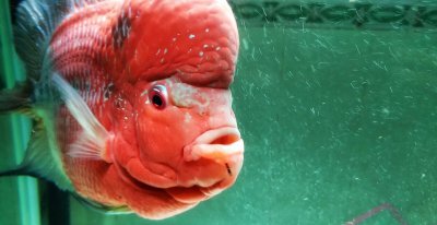 罗汉鱼水温度多少最佳 养殖罗汉鱼的最佳水温是多少度