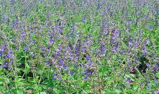 种植黄芩什么地方适合 黄芩适合什么地方种植