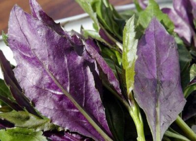 红凤菜特点 红凤菜的功效与作用