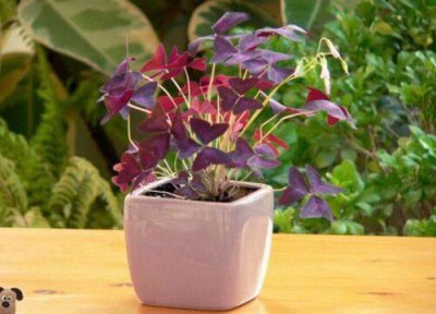 室内养花常见的忌讳 不宜室内养的花大全