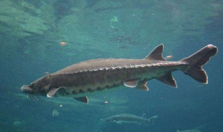 鲟龙鱼怎么养 鲟龙鱼应该怎么养