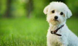 约克夏饲养方法 约克夏如何饲养