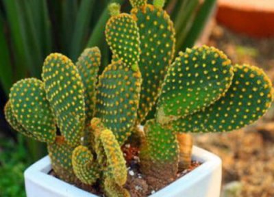 黄毛掌徒长了怎么办 黄毛掌徒长是什么样子