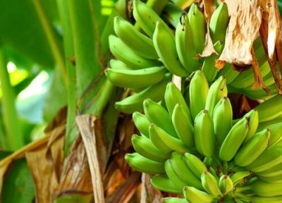 芭蕉是水果吗 是什么性质水果 寒性
