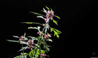 益母草颗粒的功效与作用 益母草颗粒什么时候吃最合适