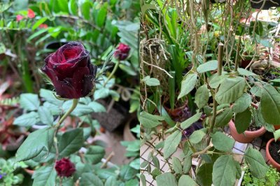 红蜘蛛怎么防治用什么药最有效 喷这几种药就可以解决