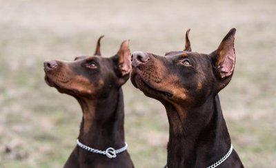 杜宾犬资料介绍 杜宾犬到底是什么宠物狗品种