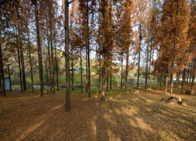 秋树是什么树 能用来做什么用途