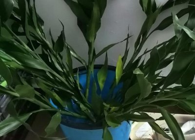 扦插的富贵竹发芽后 富贵竹如何扦插能长很多新芽