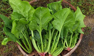 菠菜的种植方法及养护方法 菠菜盆栽怎么种植步骤图解