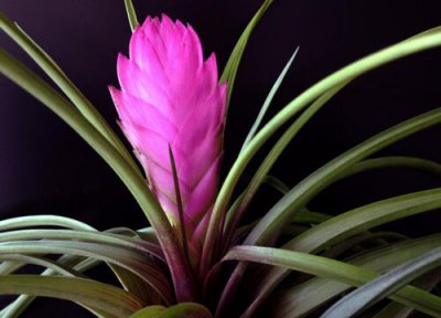 铁兰什么时候开花 一年开几次花