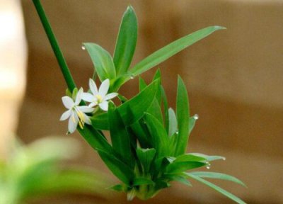 青叶吊兰开花吗 在什么时候开放