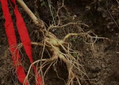 鲜人参怎么保存最好 买回来的新鲜人参如何储存最好