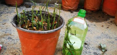 蔷薇花可以水培吗 蔷薇花水培方法和注意事项