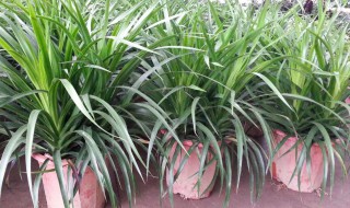 龙须兰什么季节换盆 龙须兰哪个季节换盆合适