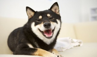 哈士奇的优缺点 哈士奇有哪些缺点