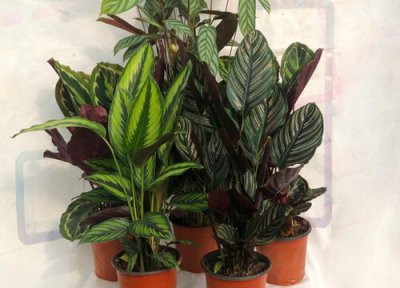 飞羽花叶子干枯原因 飞羽花叶子干枯怎么办