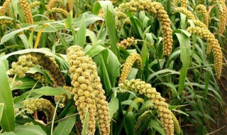 谷子的种植方法及注意事项 怎么种植谷子