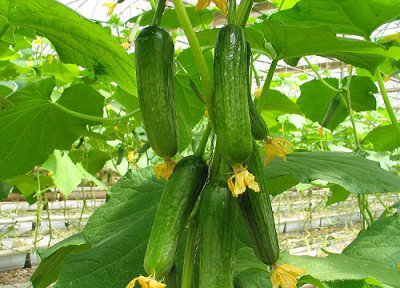 秋黄瓜栽种最佳时间 秋黄瓜什么时候栽种合适