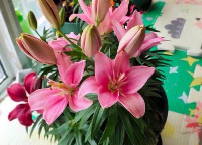 香水百合什么时候开花 一年开几次花期