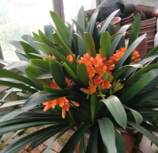 君子兰烂根了怎么救活 君子兰根全部烂了怎么处理能救活吗