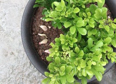 米兰养殖土壤 米兰用什么土养好