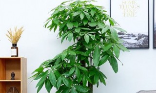 家里客厅放什么家旺财旺 家里客厅家旺财旺的植物