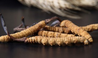 冬虫夏草能生吃吗 冬虫夏草适合直接生吃吗