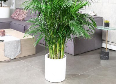 散尾葵风水摆放三不要 摆放在家里哪个位置好