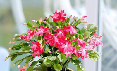 蟹爪兰干瘪什么原因 养的蟹爪兰叶子发软瘪掉了怎么回事