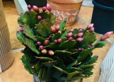 蟹爪兰过夏养护 蟹爪兰如何养护越夏轻松