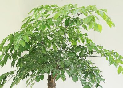 平安树扦插时间和方法 平安树扦插繁殖的方法与流程