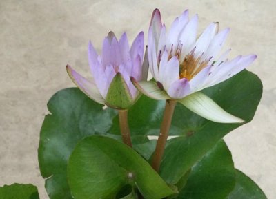 睡莲开花吗 一般什么时候开花