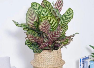 竹芋耐寒吗 竹芋冬天养护