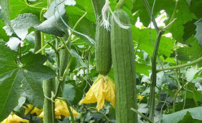 丝瓜的老叶黄叶都能剪掉吗 丝瓜怎么修剪老枝叶