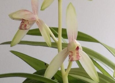 兰花上的青苔怎么养出来的 兰花叶片长青苔怎么办？如何防治？