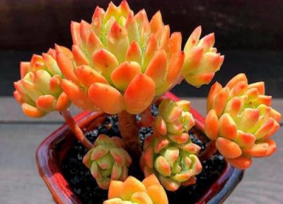 多肉叶子焦掉了怎么回事 多肉植物新长叶片焦边像烧焦