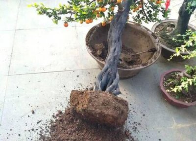 如何分别兰花花色好坏 如何根据根系颜色判断花卉有啥毛病