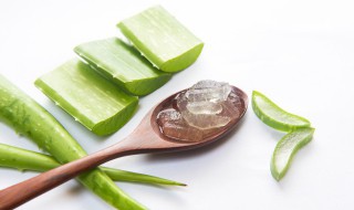 新鲜芦荟有什么功效 新鲜芦荟的功效