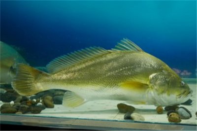 中国最昂贵十大名鱼排行榜 全国最名贵的鱼是什么鱼