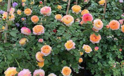 盆栽月季花烂根怎么处理方法 月季烂根怎么养护能抢救活