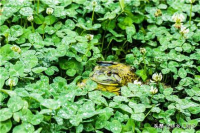 养殖牛蛙一亩需要投资多少 牛蛙养殖一亩多少成本